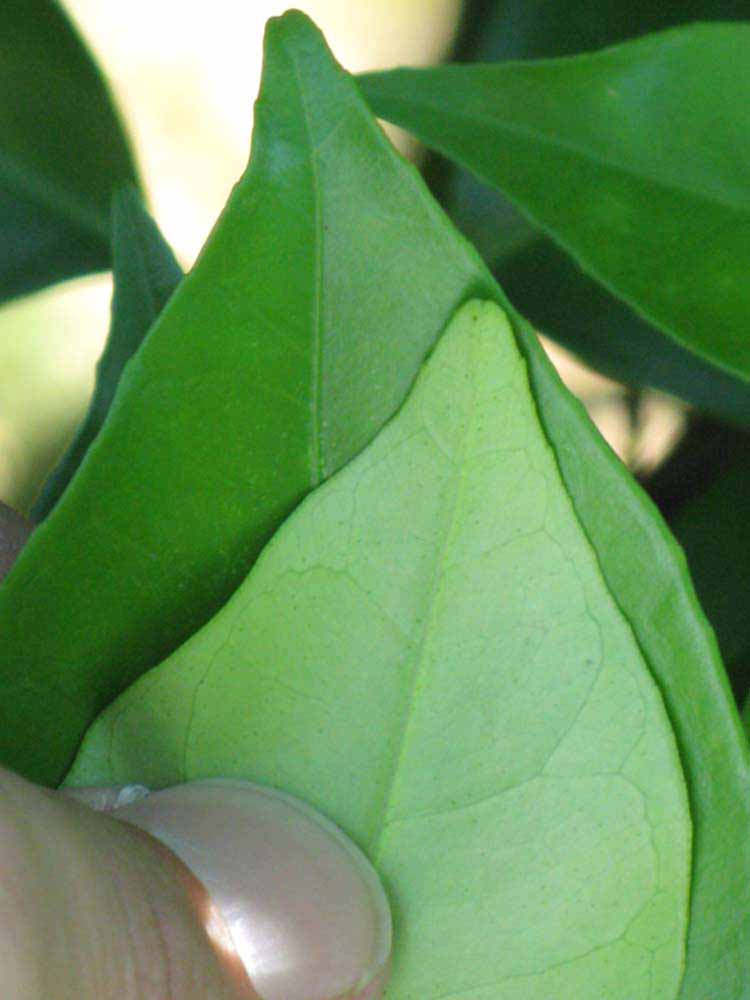              Margin (Winter Haven, FL)       